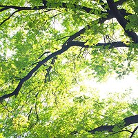 Taller artístic de sensabilització ambiental 'Arbres i animals del Parc'